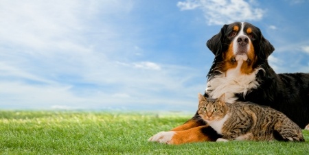 Alkaline Pets: How To Get Tails Wagging!